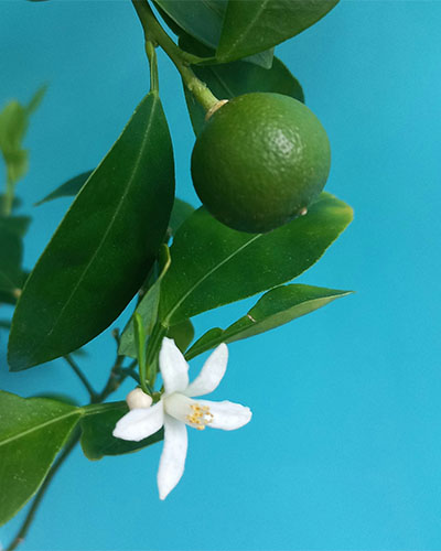 Каламондин