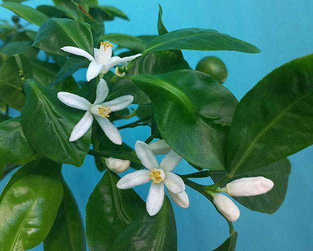 Каламондин