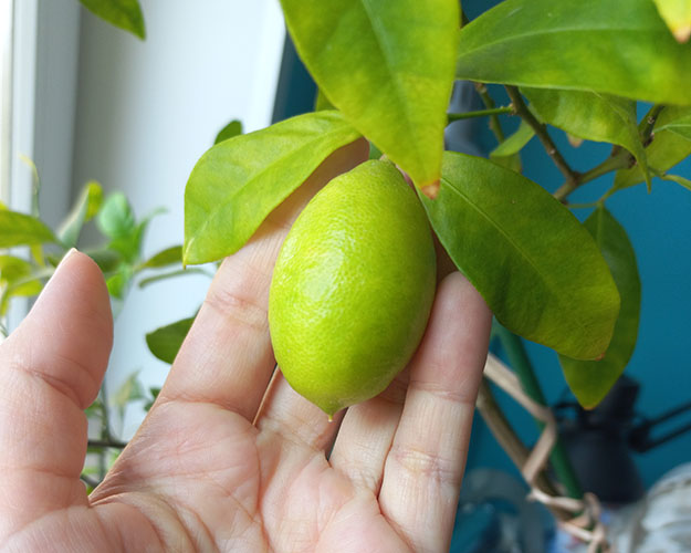 Лаймкват Таварес