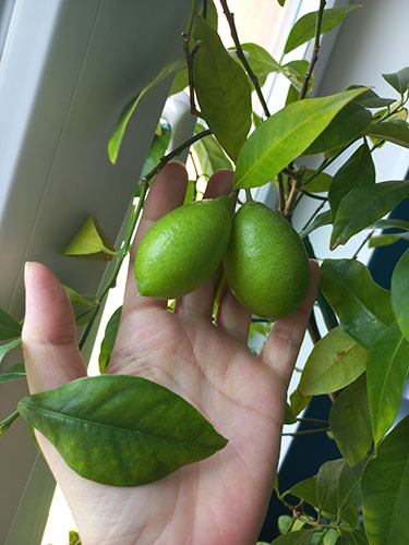 Лаймкват Таварес