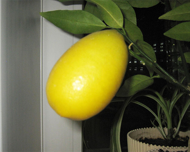 Лаймкват Таварес