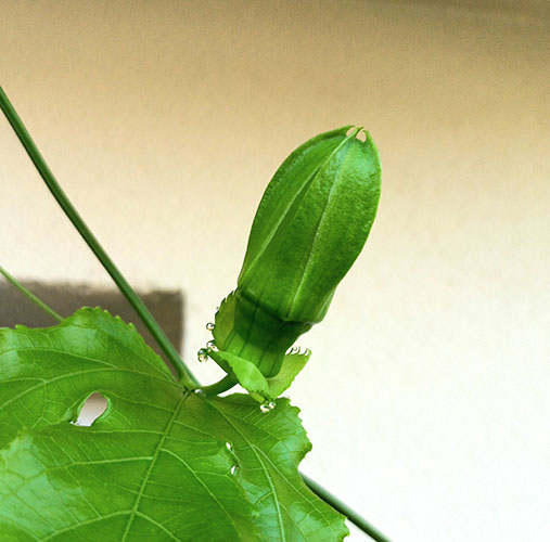 Пассифлора Эдулис Роланд