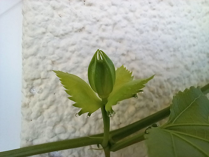 Пассифлора Эдулис Роланд