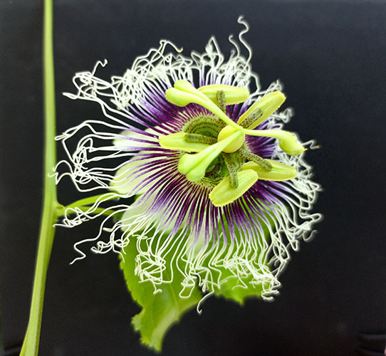 Пассифлора Эдулис Роланд