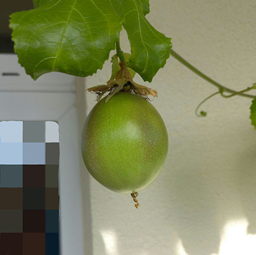 Пассифлора Эдулис Роланд