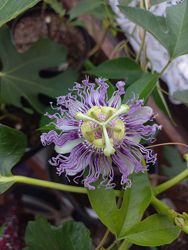 Пассифлора Incarnata