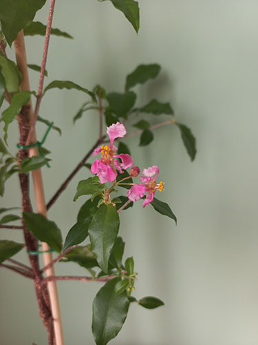 Мальпигия Гранатолистная