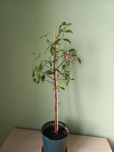 Мальпигия Гранатолистная