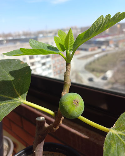 Violette de Bordeaux