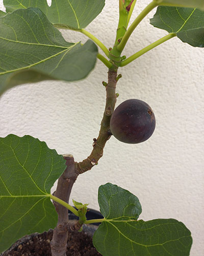 Violette de Bordeaux