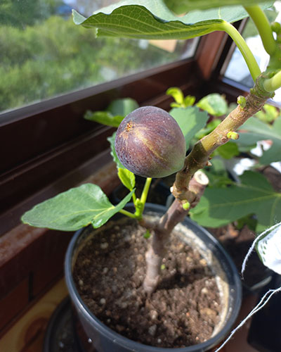 Violette de Bordeaux