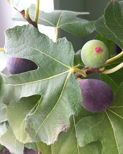 Violette de Bordeaux
