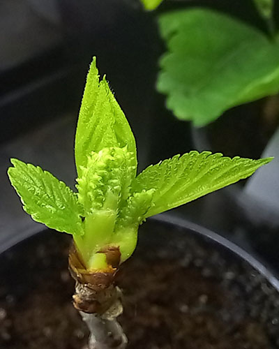 Женское соцветие