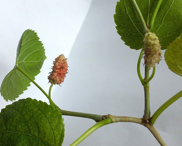 Шелковица'Austurkey