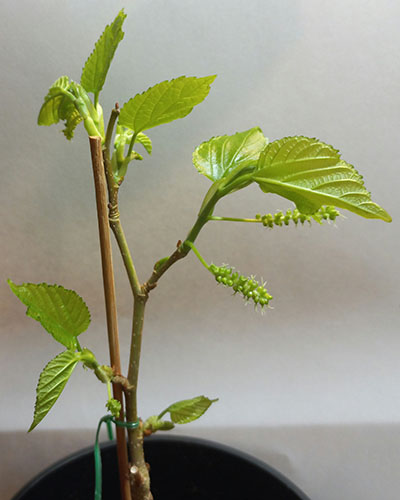 Гималайская 1