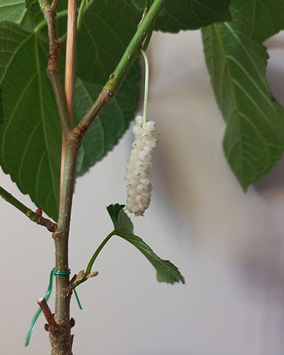 Гималайская 1