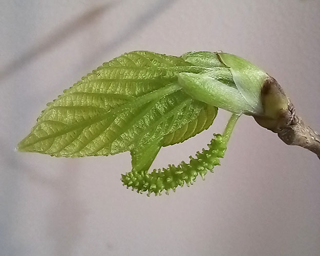 Шелковица'Гималайская1'