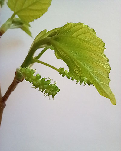 Гималайская1