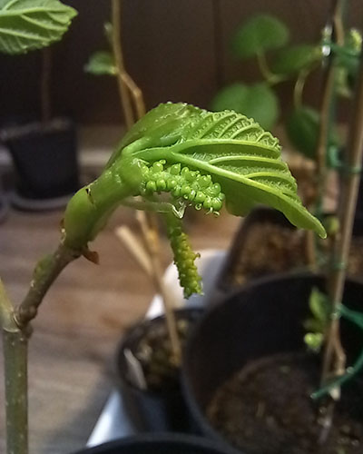 Гималайская1