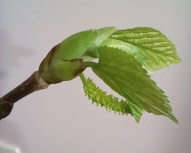 Гималайская1