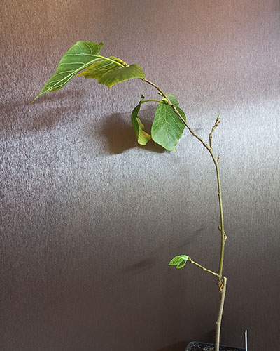 Гималайская1