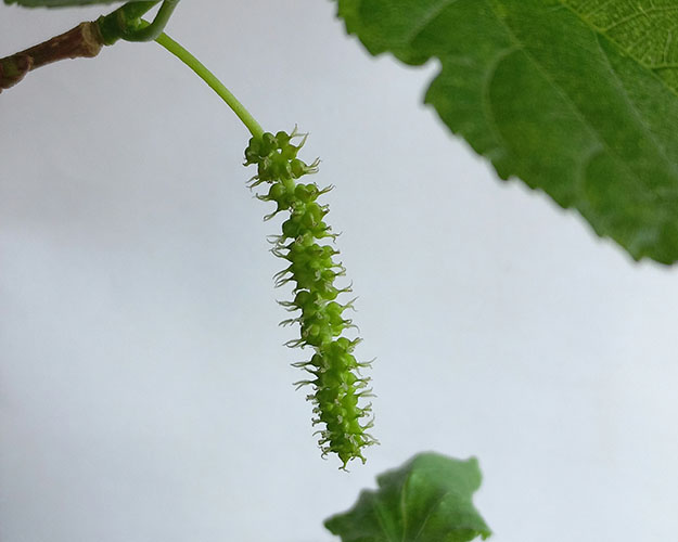 Гималайская1