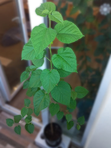 Белая Крымская