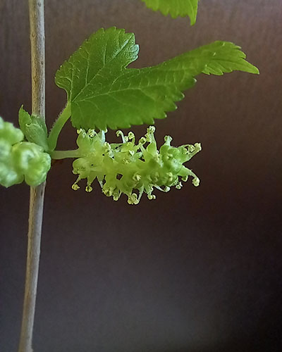 Мужское соцветие