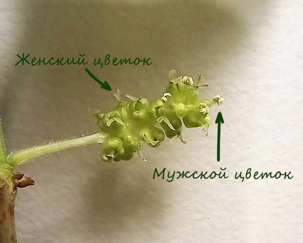 Обоеполое соцветие