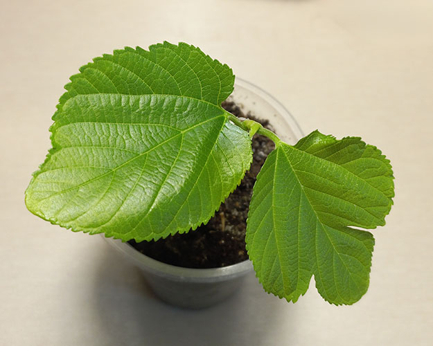 Гималайская2