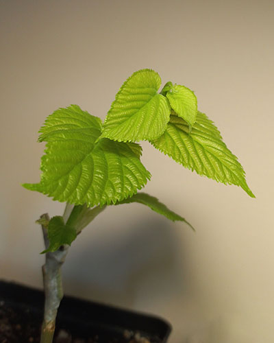 Пакистанская красноплодная