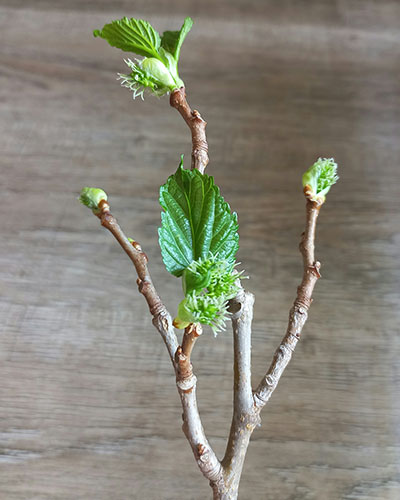 Черноплодная Крым