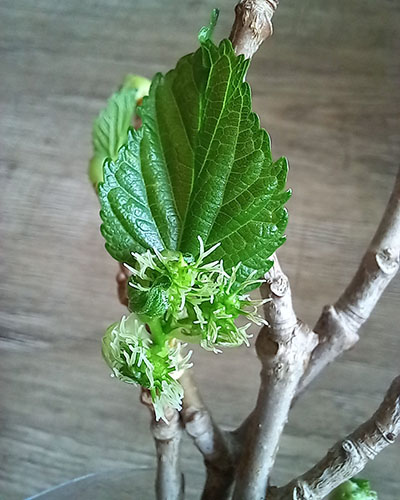 Черноплодная Крым