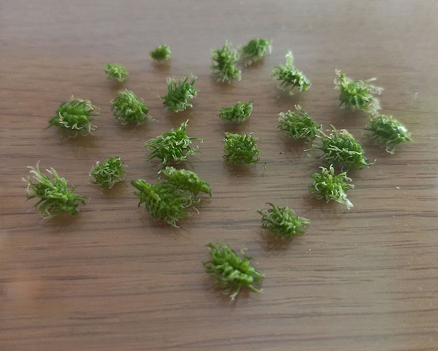 Черноплодная Крым