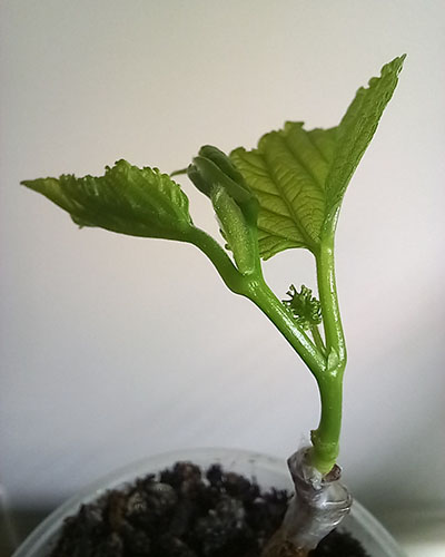 Черноплодная Крым