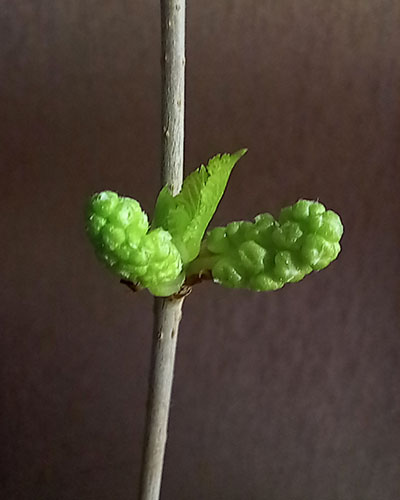 Мужское соцветие