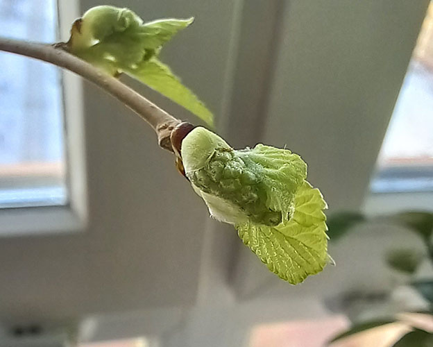 Мужское соцветие