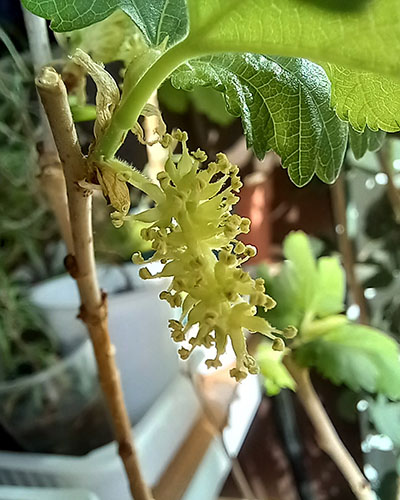 Мужское соцветие