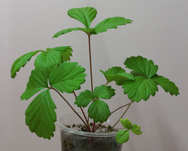 Земляника Ананасная