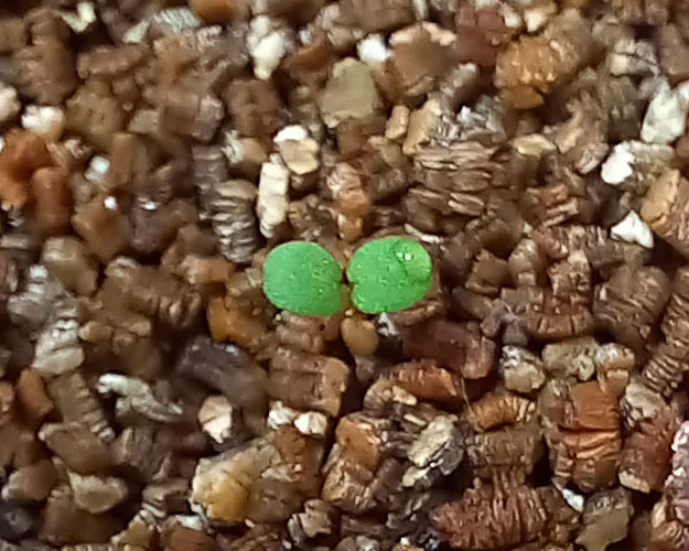 Альпина-Радуга