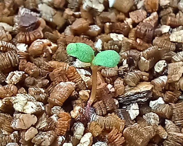 Альпина-Радуга