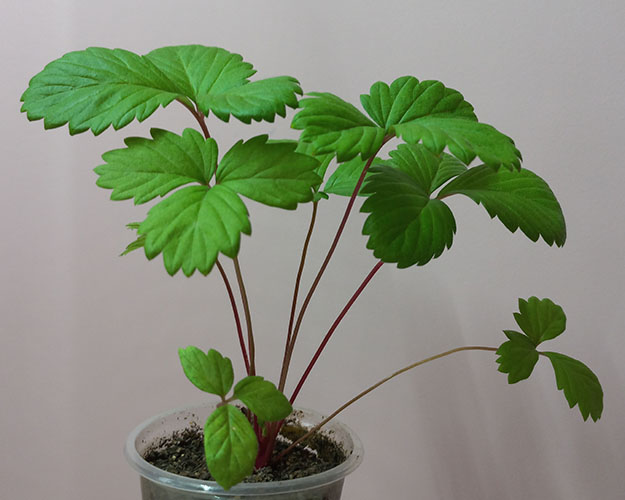 Желтое чудо