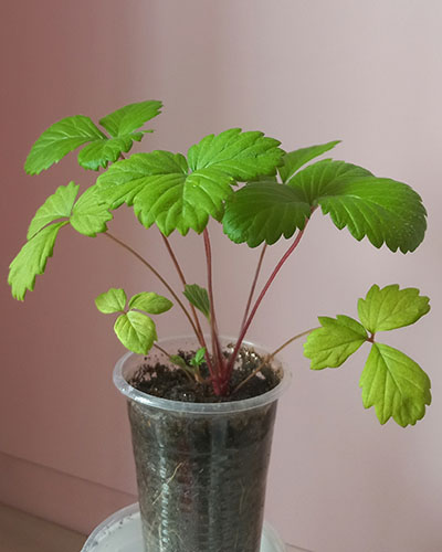 Земляника Жёлтое чудо