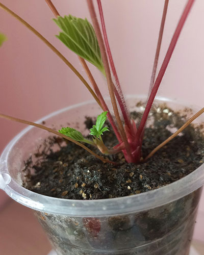 Земляника Жёлтое чудо